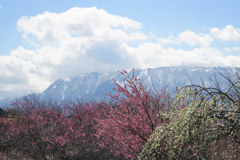 いなべ市梅林公園_g
