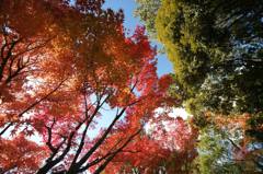 白鳥庭園2013a