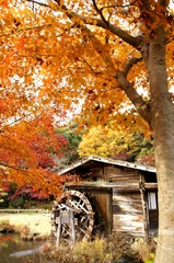 紅葉