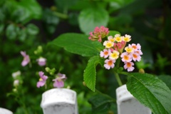 可愛い小さな花