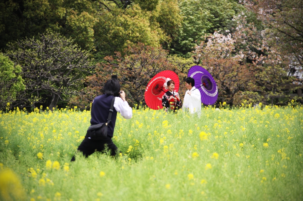 Wedding Hanami