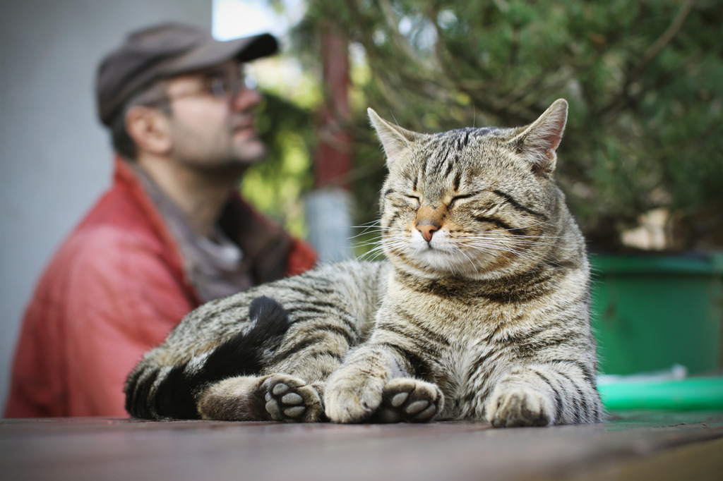 猫の夢