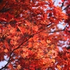 紅葉の日本 - part 2
