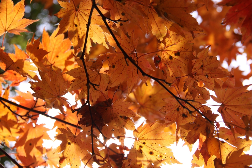 紅葉の日本