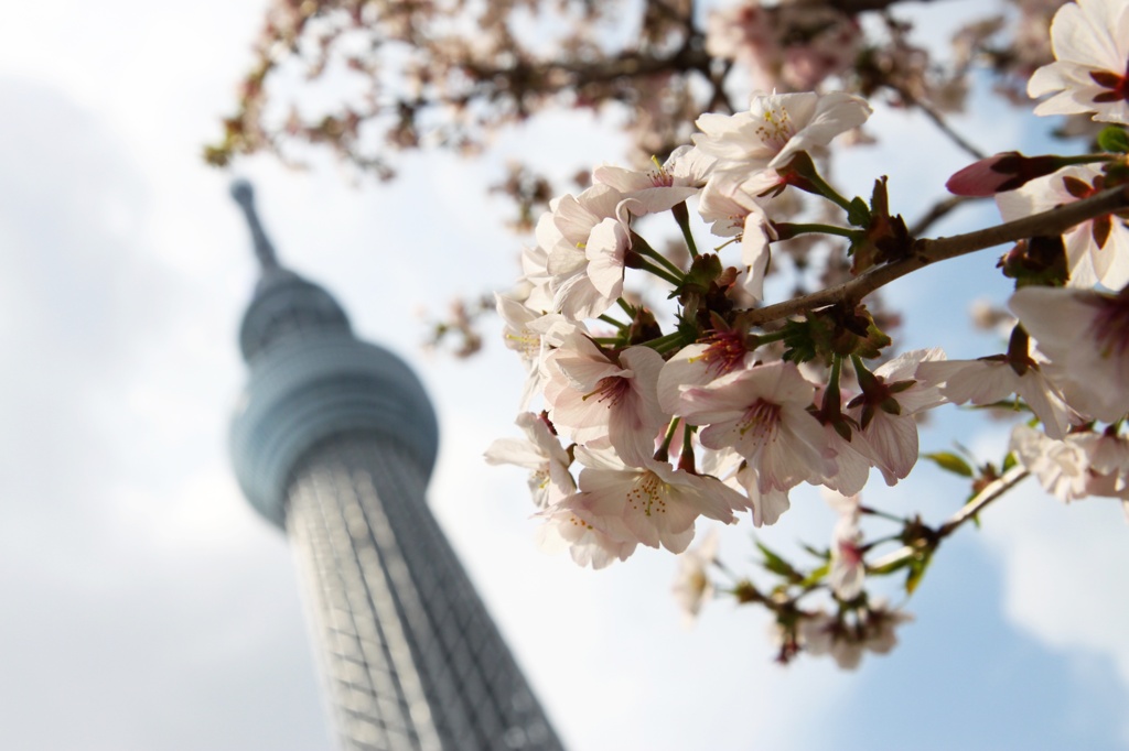 SkyTree の花見