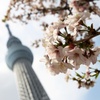 SkyTree の花見