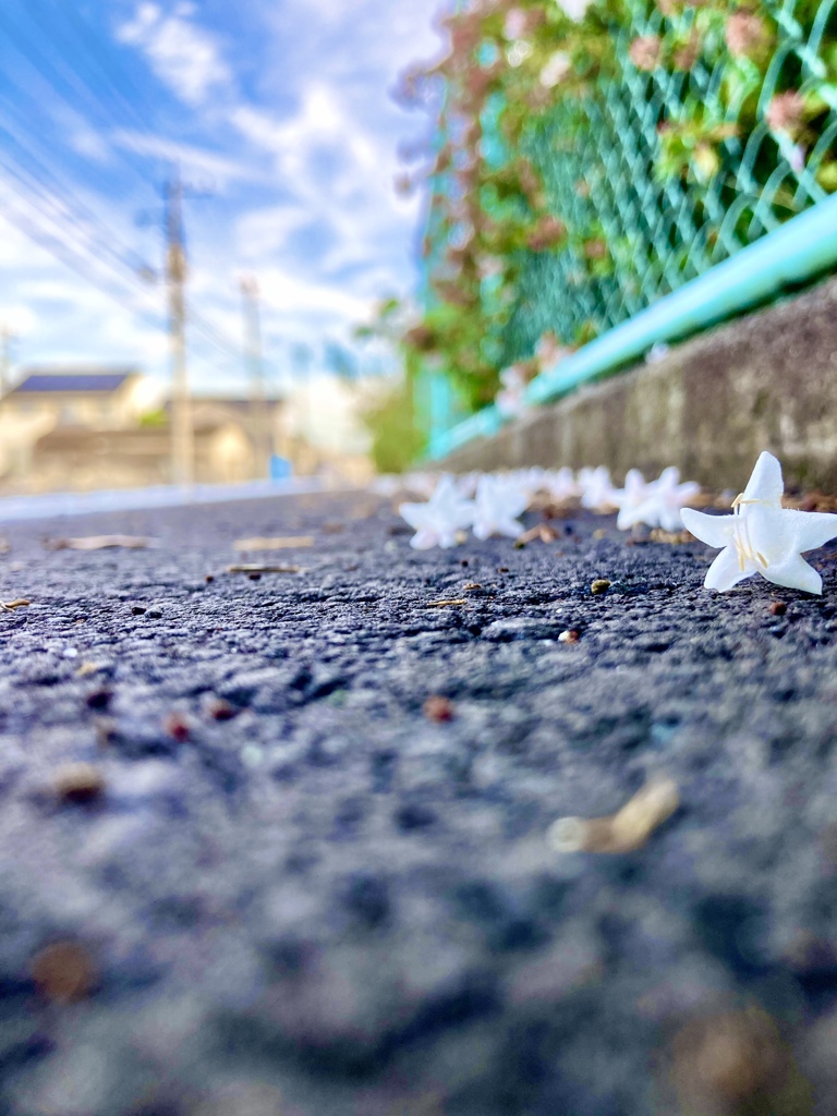 路傍の星①