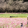 西都原古墳　コスモス