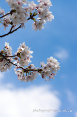 桜と雲の共演