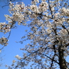 春の訪れ朝桜