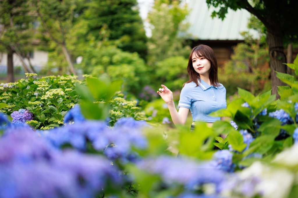 紫陽花