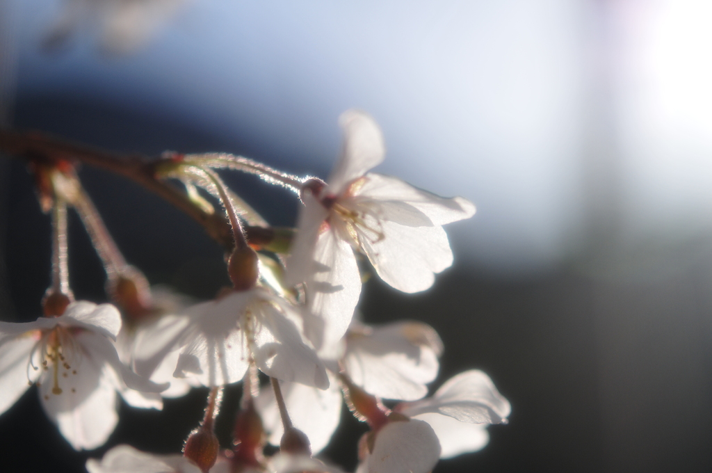 桜１