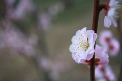 DPP_0159