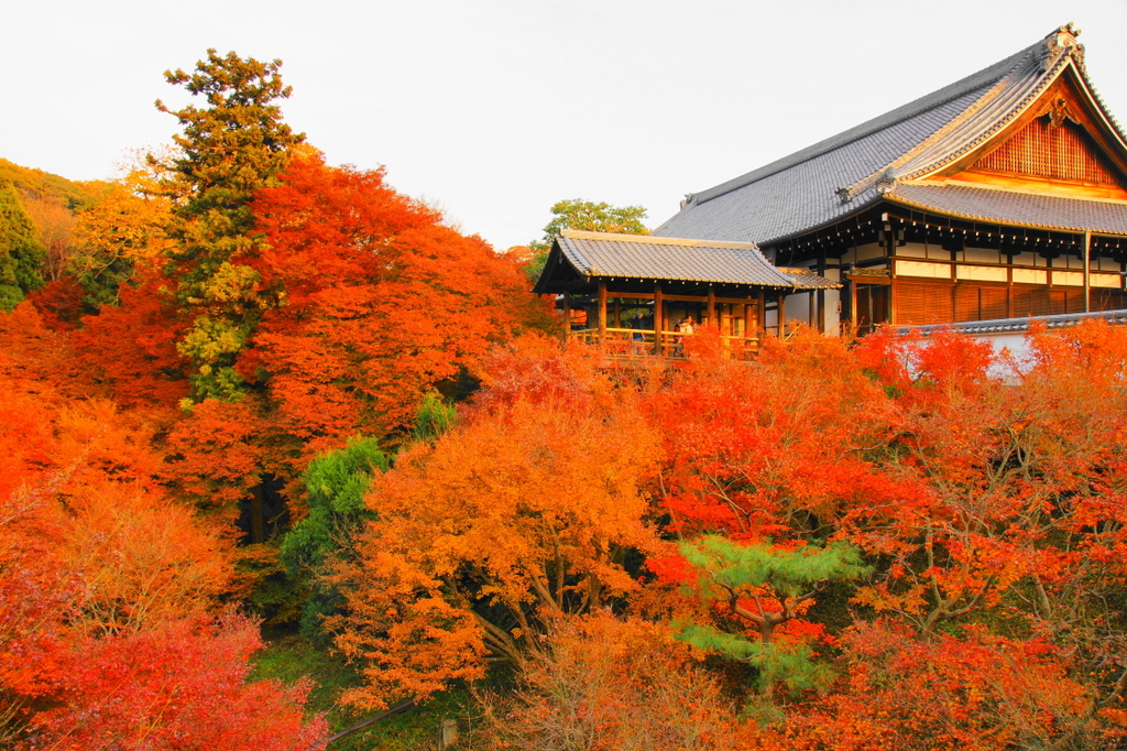 東福寺の紅葉