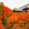東福寺の紅葉