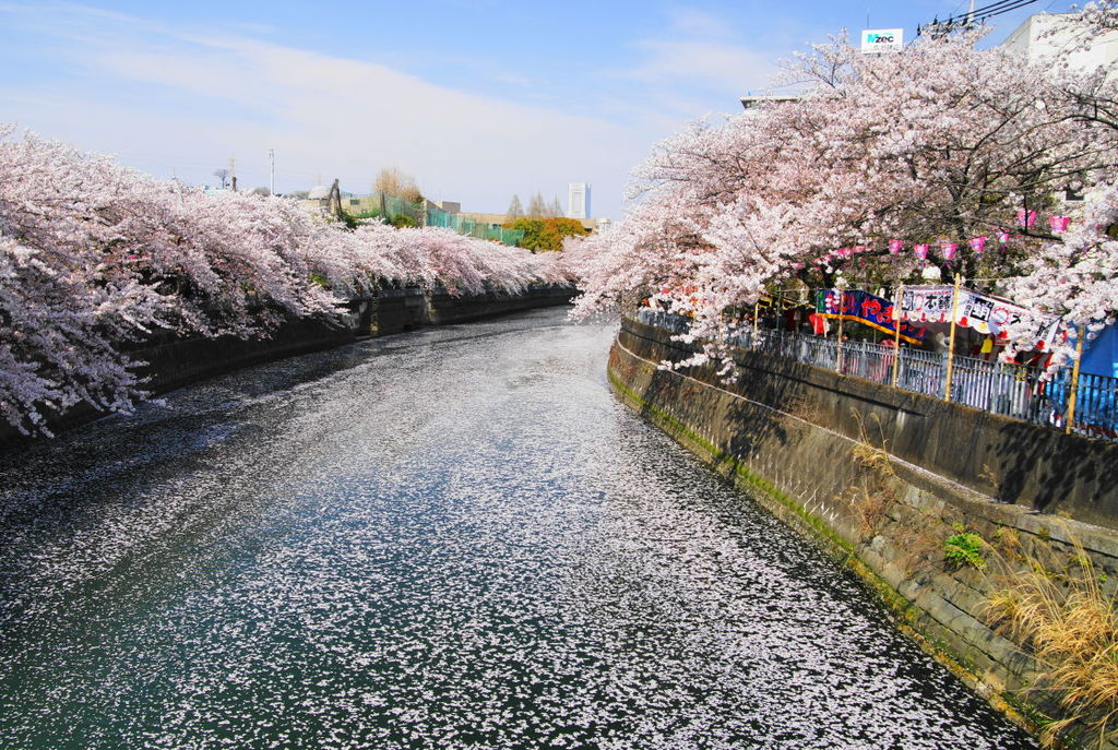 横浜大岡川の桜