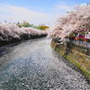 横浜大岡川の桜