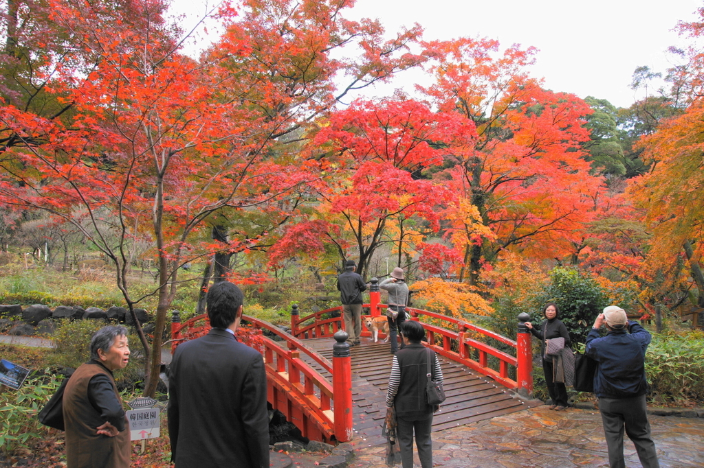 鮮やか紅葉