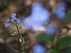 忘れな草6