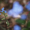 忘れな草6