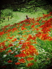 押し寄せる紅