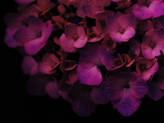 anthocyanin