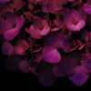 anthocyanin