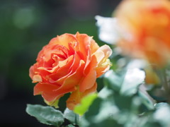 薔薇の季節04