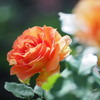 薔薇の季節04