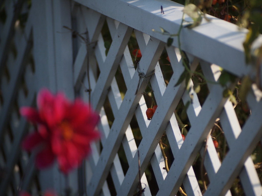 秋のイングリッシュガーデン４