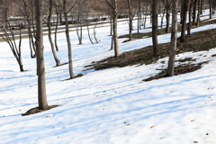 早春の丘陵公園6