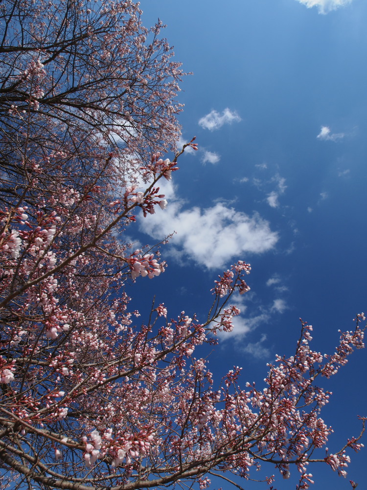 高山五大桜③黒部のエドヒガン桜」03
