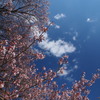 高山五大桜③黒部のエドヒガン桜」03