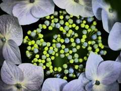 紫陽花語り５