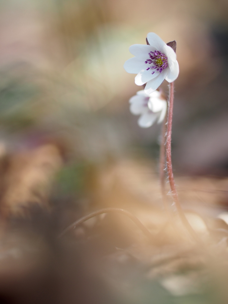 雪割草の目覚め6