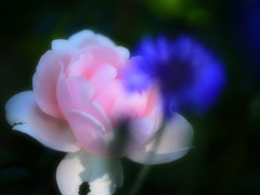 薔薇の季節03