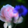薔薇の季節03