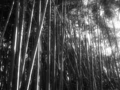 竹林