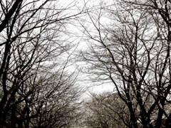 季節外れの雪・・・