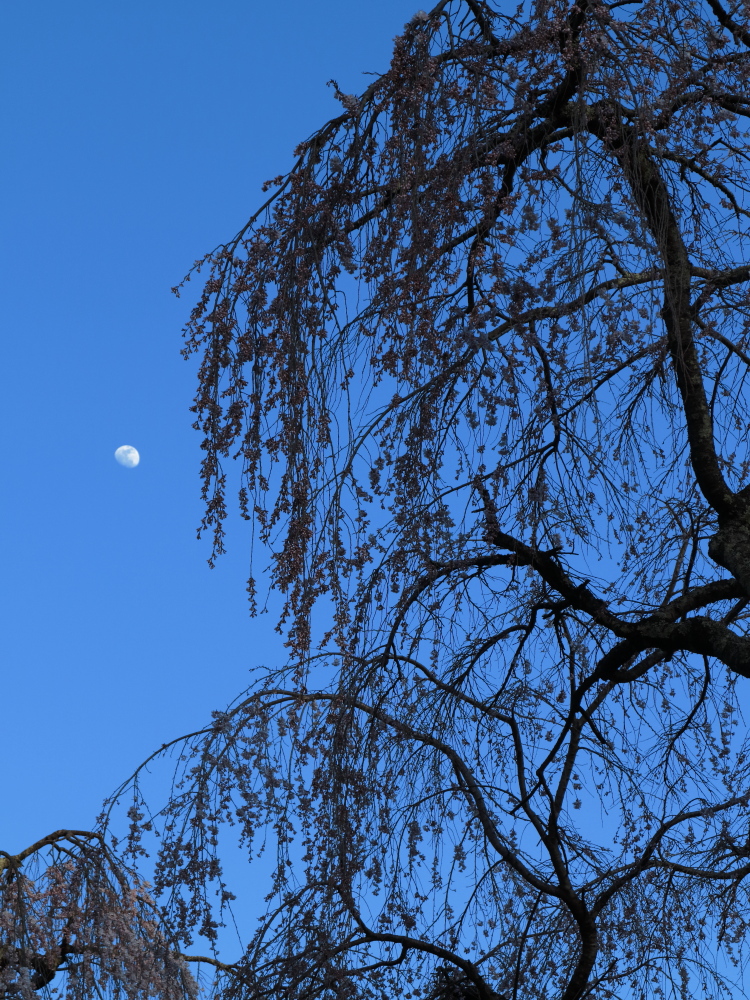 弁天さんのしだれ桜02