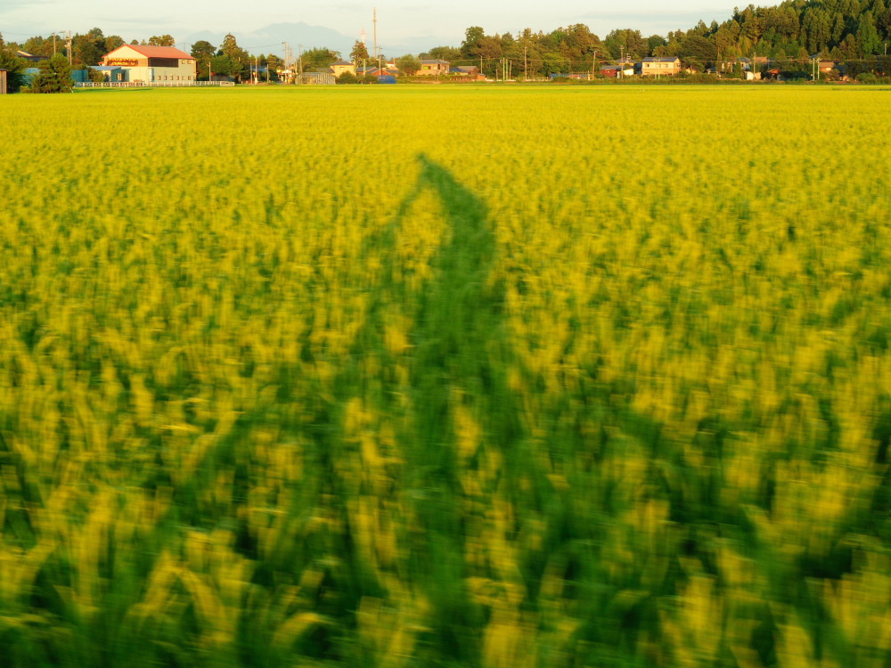 田園を駆けぬけて