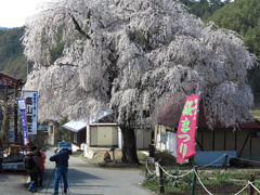 高山五大桜②「中塩のしだれ桜」03