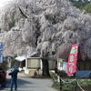 高山五大桜②「中塩のしだれ桜」03