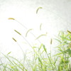 Autumn of the light 1