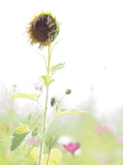 風に吹かれて