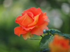 薔薇の季節05