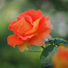 薔薇の季節05