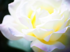 白薔薇01