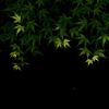 翠
