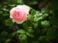 雨上がり